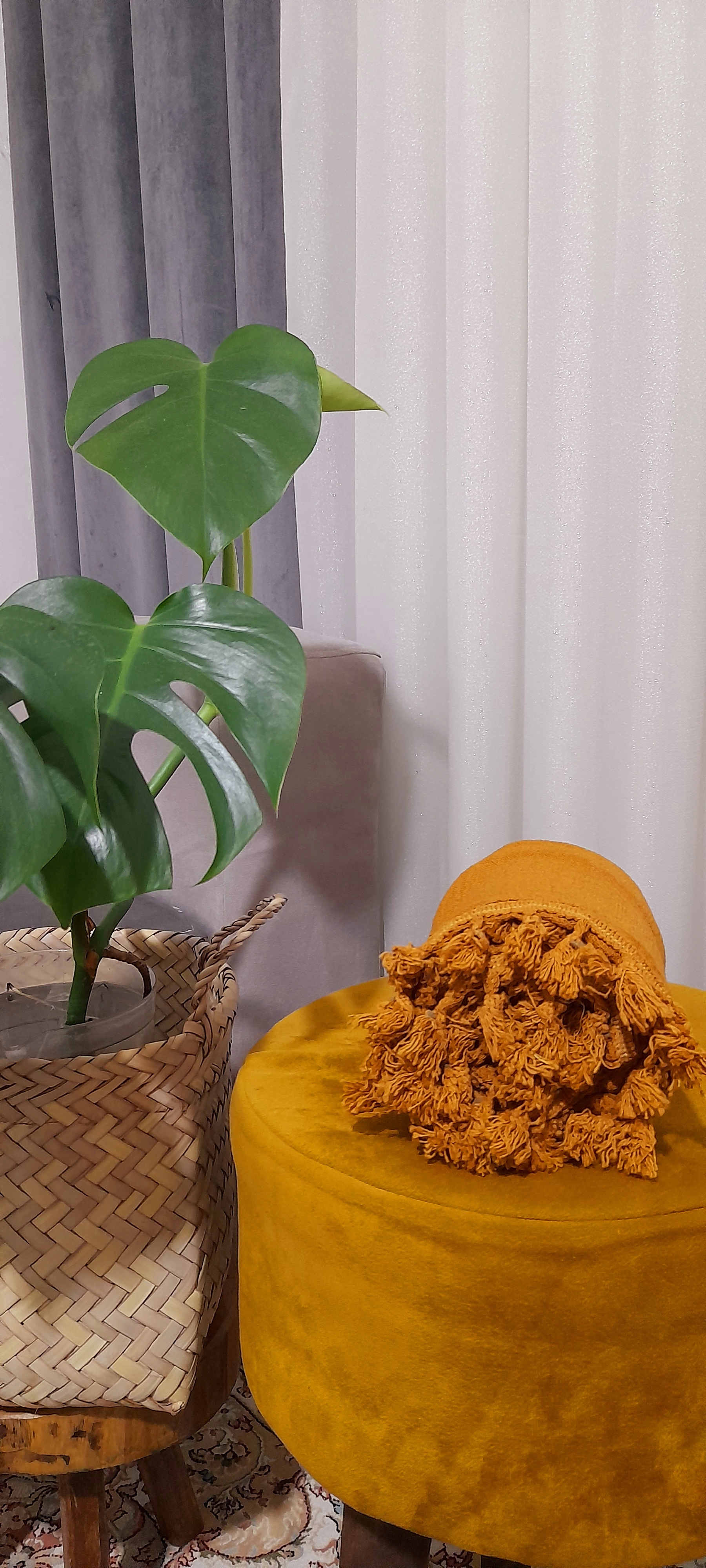 شال منگوله دار الیاف طبیعی ۳متری( خردلی تیره)